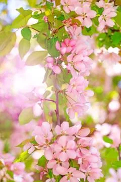 Easter background with blossom blooming in springtime. Stock Photos