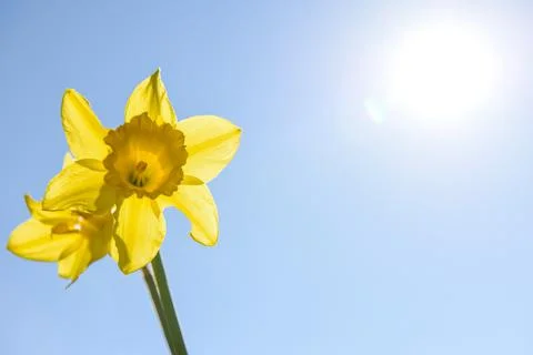 Easter background of blue sky with sun and yellow daffodil flower Stock Photos