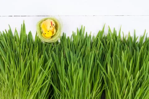 Easter background. Chicks in the nest and fresh green grass Stock Photos