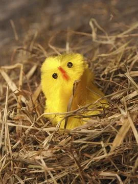 Easter background with a cute chicken in a nest on an old rustic wooden table Stockfoto's