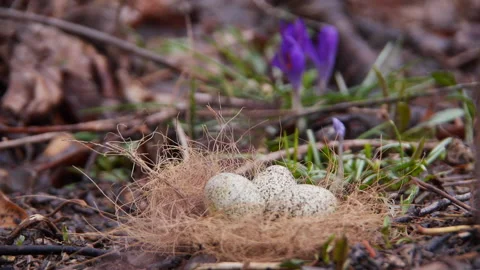 Easter Background Cute Small Eggs in Nest with Crocus Flowers 스톡 동영상 236770204