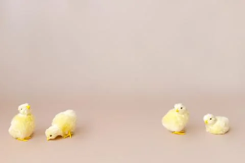 Easter background with easter chicks and eggs. Easter decor Stock Photos