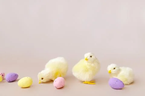 Easter background with easter chicks and eggs. Easter decor Stock Photos