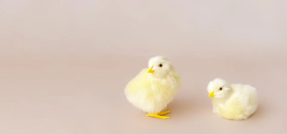 Easter background with easter chicks and eggs. Easter decor Stock Photos