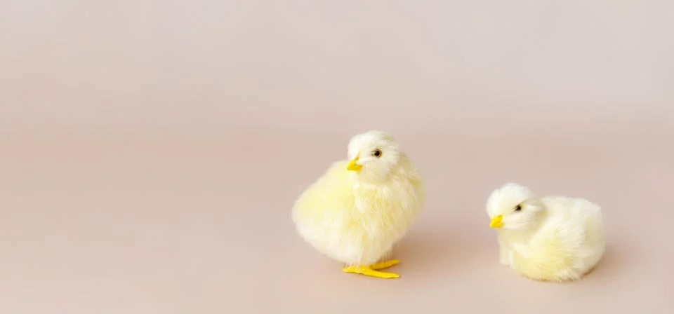 Easter background with easter chicks and eggs. Easter decor Stock Photos