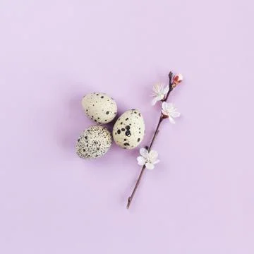 Easter background with eggs and blossoming branch of apricot tree. Pastel col Stock Photos
