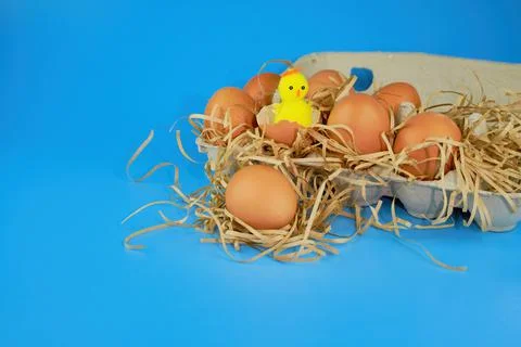 Easter background. Eggs and happy chicken in a basket on a straw on a blue Stock Photos
