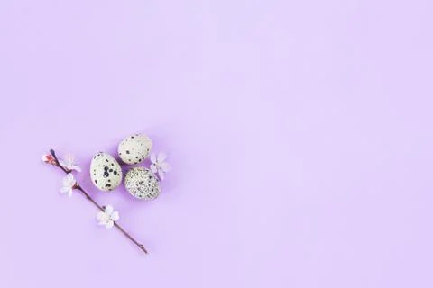 Easter background with eggs and spring blossom. Pastel colors. Minimal concep 스톡 사진