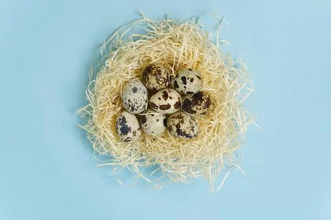 Easter background with eggs in nest on blue background. Stock Photos