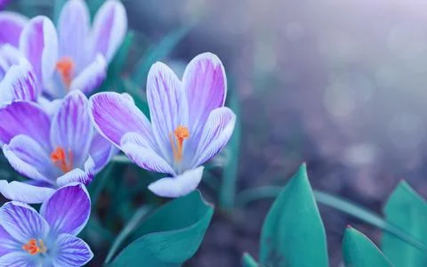 Easter background with flowering crocus isolated on blur . Stock Photos