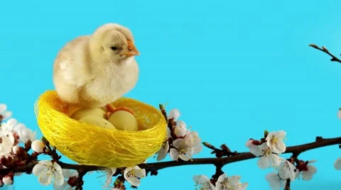 Easter background, little chicken sits in the nest on the branch with flowers Stock Footage 63165938