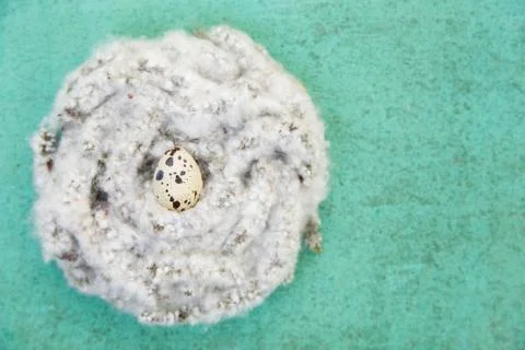 Easter background with nest Фото