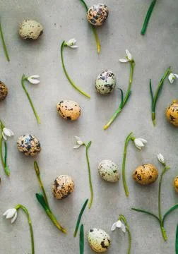 Easter background with quail eggs and snowdrop flowers. Spring background. Ov Stock Photos
