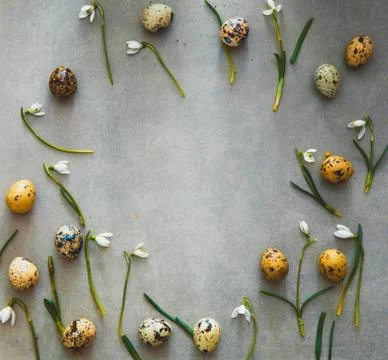 Easter background with quail eggs and snowdrop flowers. Spring background. Ov Stock Photos