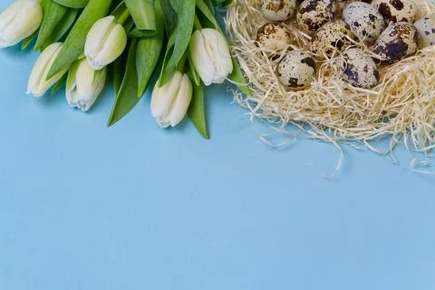 Easter background with quail eggs and white tulips. Stock Photos