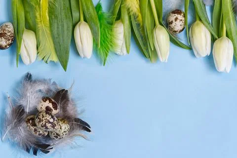 Easter background with quail eggs and white tulips. Stock Photos