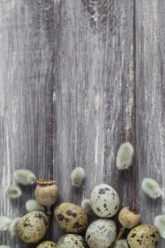 Easter background quail eggs catkins wooden table Stock Photos