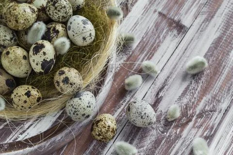 Easter background quail eggs catkins wooden table Stock Photos