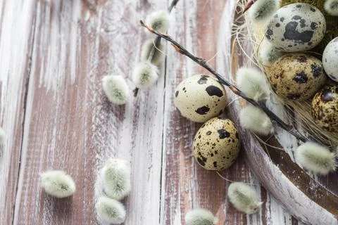 Easter background quail eggs catkins wooden table Stock Photos