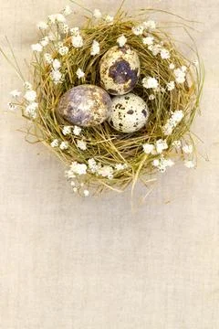 Easter background with quail eggs, space for copy and text. Stock Photos