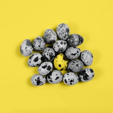 The easter background with the quail eggs in the trendy yellow and gray colors. Stock Photos