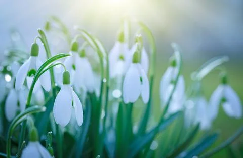 Easter background with snowdrops on bokeh background in sunny spring garden Stock Photos