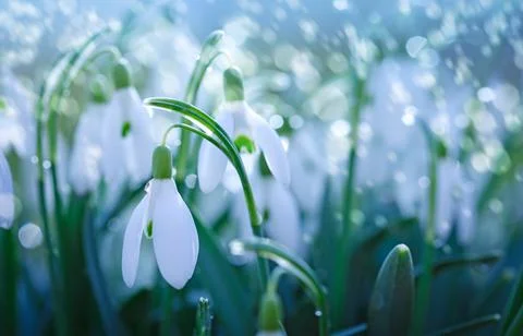 Easter background with snowdrops on bokeh background in sunny spring garden Stock Photos