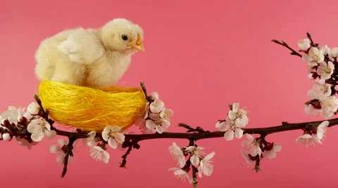 Easter background, three little chicken sits on the blossom tree branch Stock Footage 63166645