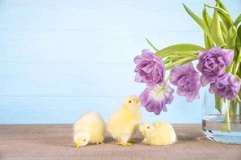Easter background with three yellow fluffy fledgling chickens. Stock Photos