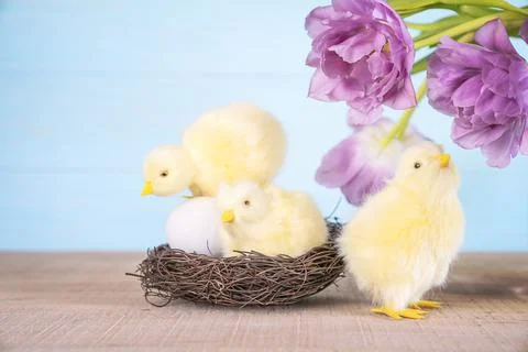 Easter background with three yellow fluffy fledgling chickens. Stock Photos