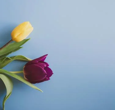 Easter background with tulips Foto stock