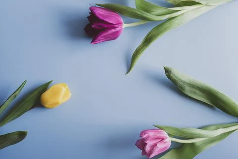 Easter background with tulips Foto stock