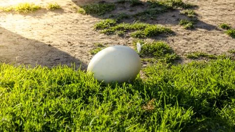 Easter background-white ostrich egg on green grass. Stock Photos