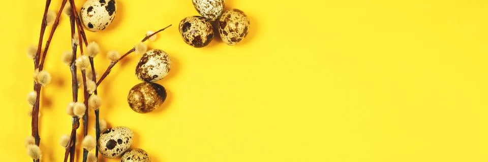 The easter background with willow branches and quail eggs on the trendy yellow. Stock Photos