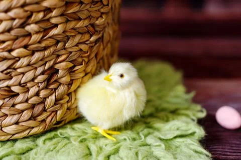 Easter background with yellow chicks and eggs. Easter holidays. Stock Photos