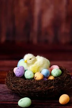 Easter background with yellow chicks and eggs. Easter holidays. Stock Photos