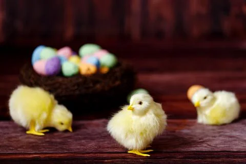 Easter background with yellow chicks and eggs. Easter holidays. Stock Photos