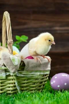 Easter basket ane chicken Stock Photos