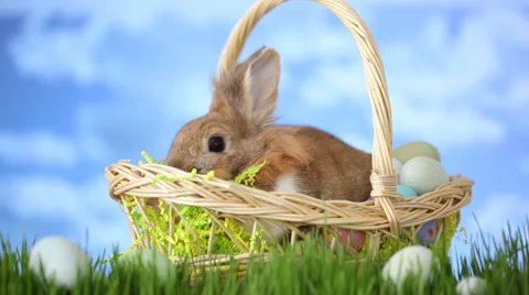 Easter basket with bunny sitting in grass Stock Footage 32714092