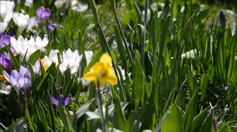 Easter basket in a crocus meadow 库存影片 47666115