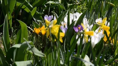 Easter basket in a crocus meadow 库存影片 47666446