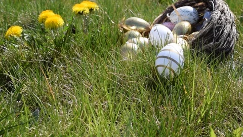 Easter basket eggs. Golden egg with yellow spring flowers in celebration basket Stock Footage 147598657