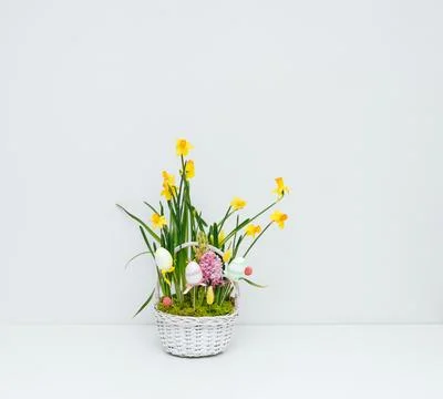 Easter basket with flowers on a white table. Spring flowers daffodils Stock Photos