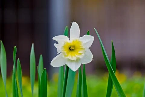 Easter bell flower in spring Stock Photos