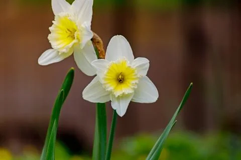 Easter bell flower in spring Stock Photos