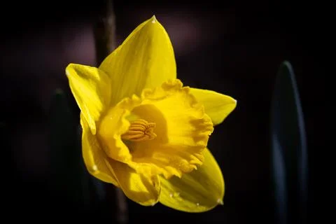 Easter bell Stock Photos
