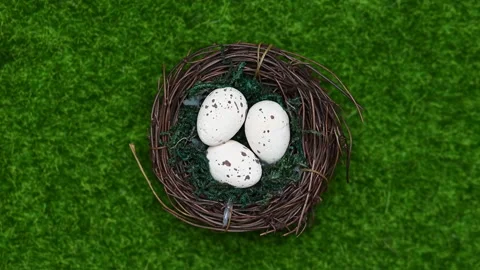 Easter bird nest Stock Footage 301003843