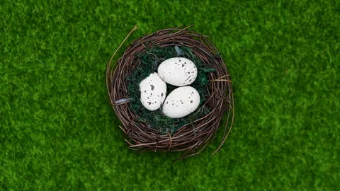 Easter bird nest Stock Footage 301004247