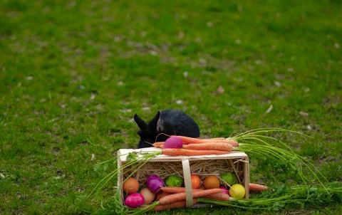 Easter Black bunny on the grass with Easter basket Stock Photos