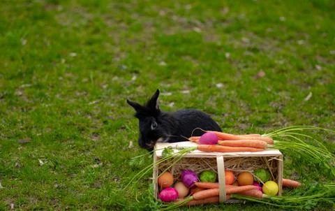 Easter Black bunny on the grass with Easter basket Stock Photos